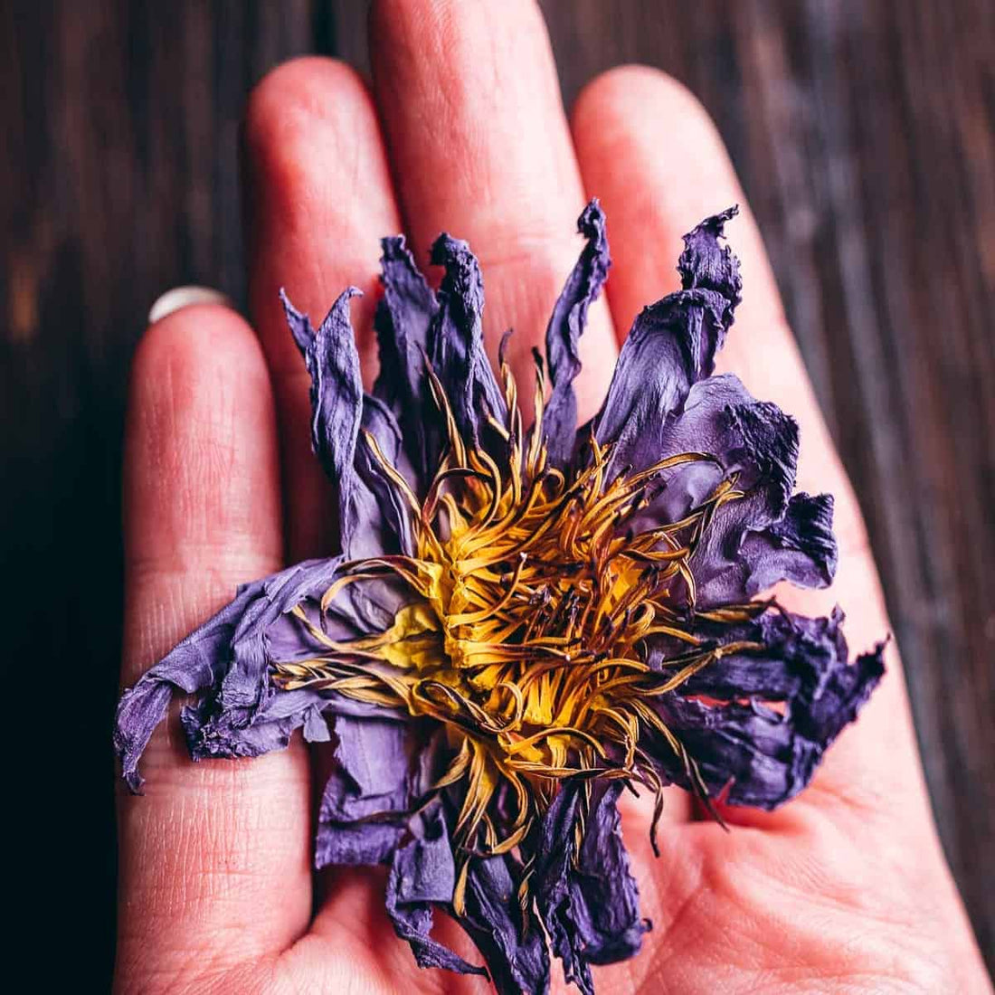 Benefits of Blue Lotus